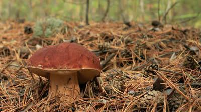 mushrooms went to St. Petersburg