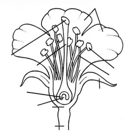 Flower structure diagram