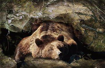 Почему бурый медведь впадает в спячку