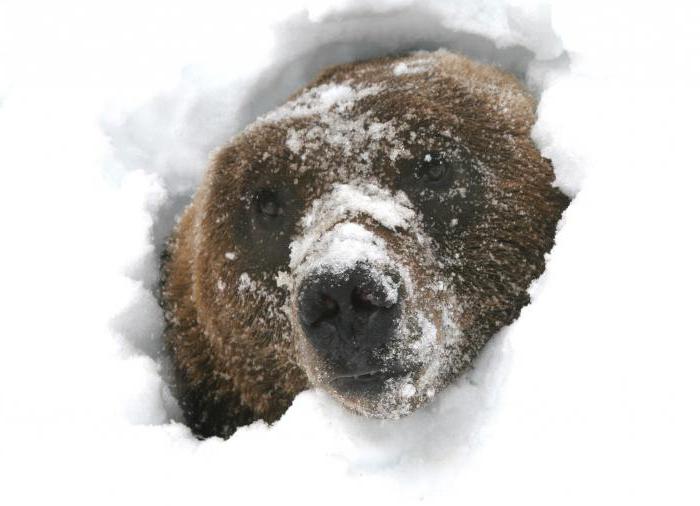 Почему бурый медведь впадает в спячку зимой