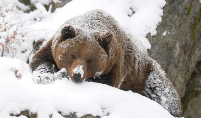 Почему медведи впадают в спячку зимой