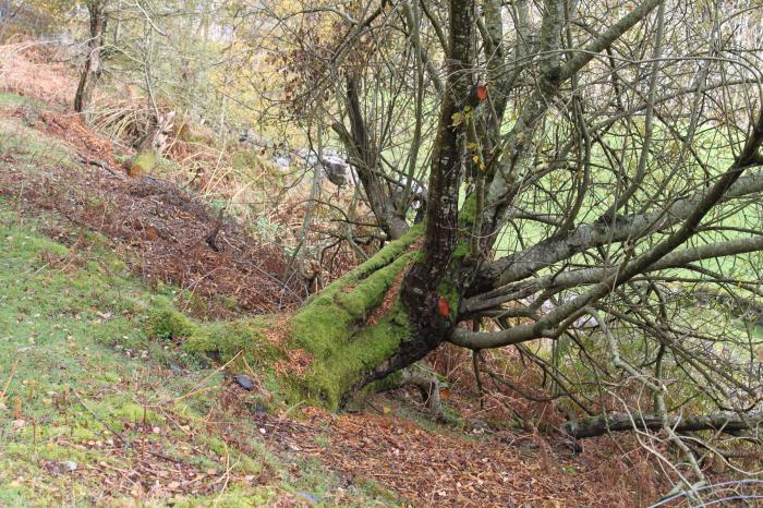 Which side does moss grow on trees