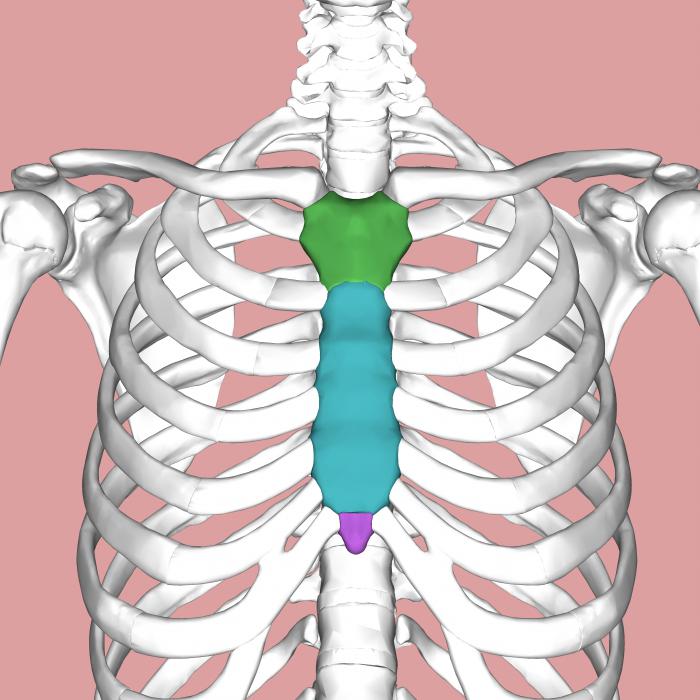 Форма грудной клетки ребенка 1 год thumbnail