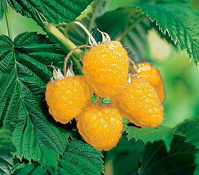 raspberry variety yellow giant