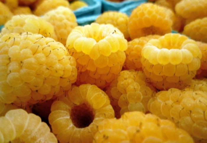 raspberry yellow giant