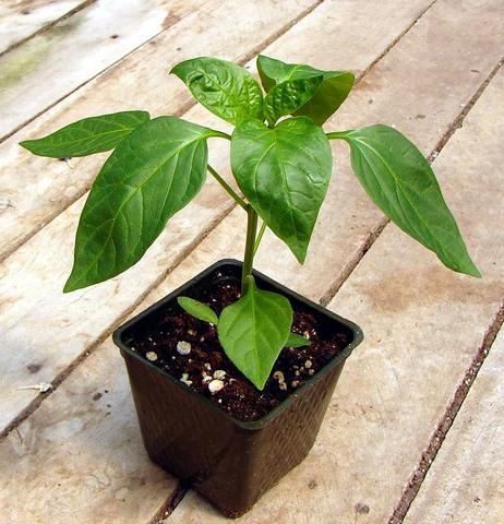 pepper when sowing