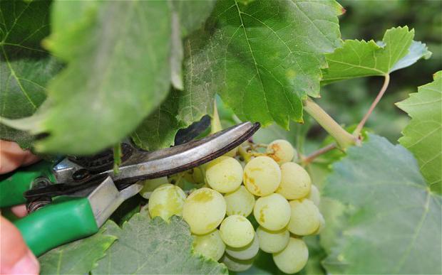 сорт винограда гарольд отзывы