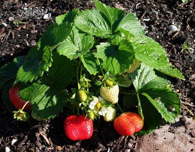 wild strawberry garden planting and spring care