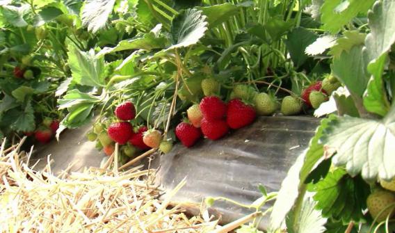 growing wild strawberries