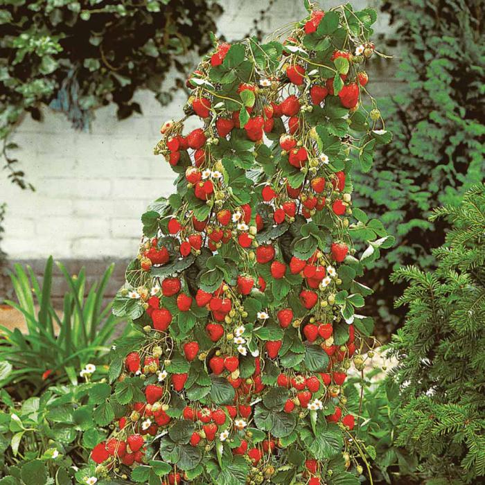 planting garden strawberries