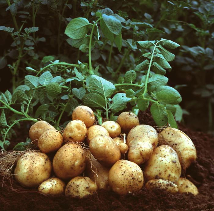 картофель тулеевский фото