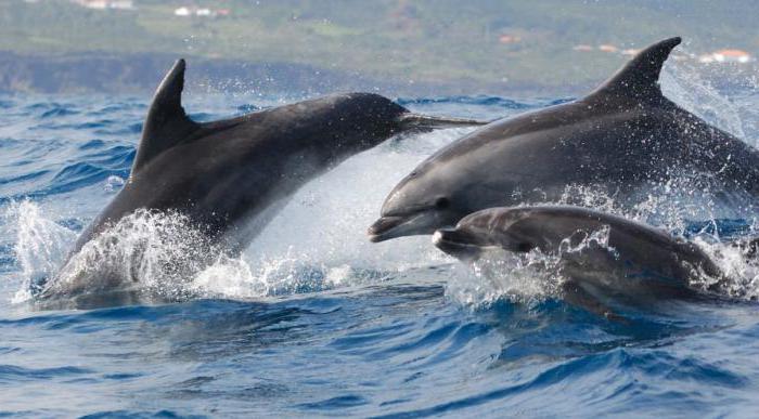 viviparous dolphins