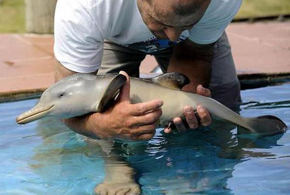 sea ​​animals dolphins