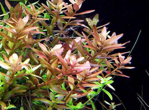 rotala indian content