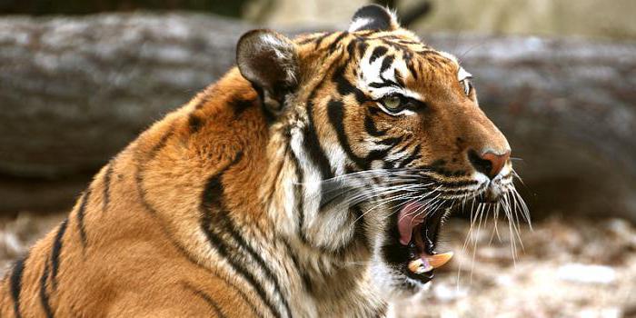 индокитайский тигр фото