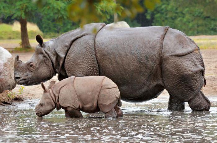 индийский носорог где обитает