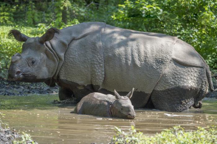 индийский носорог фото