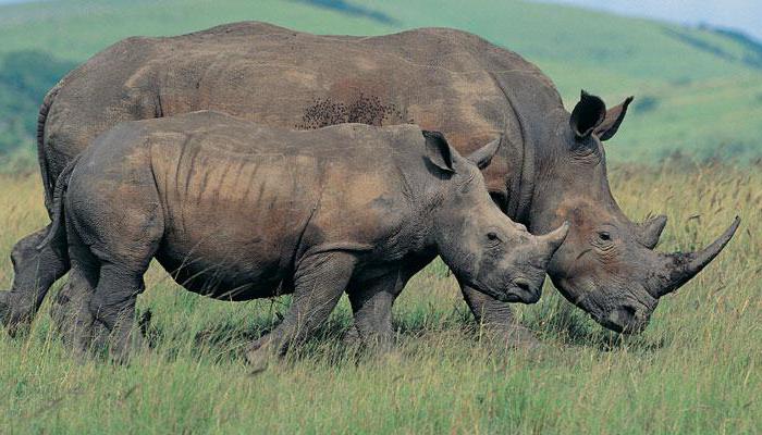 где найти индийского носорога