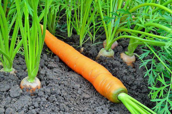 лосиноостровская морковь описание сорта