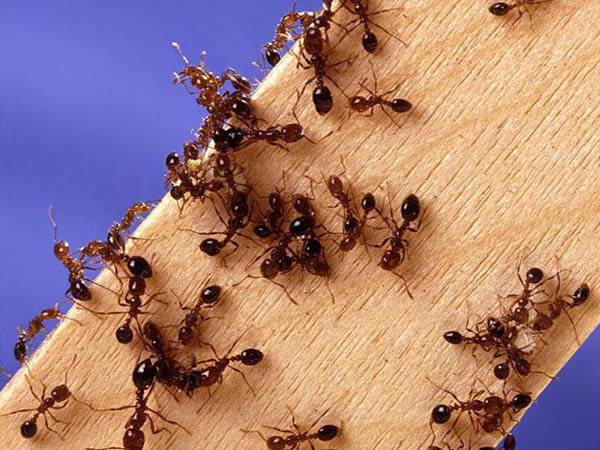 рассказы об огненных муравьях