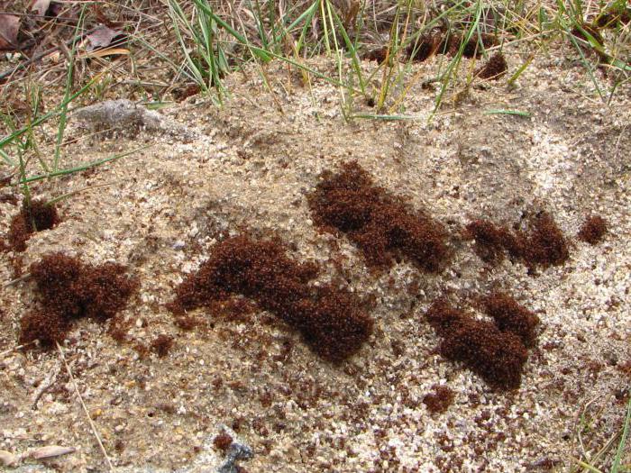 source of fire ants