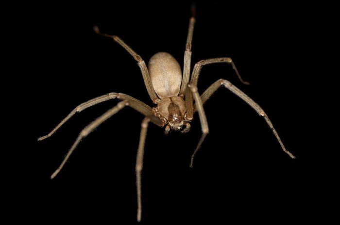 коричневый паук отшельник