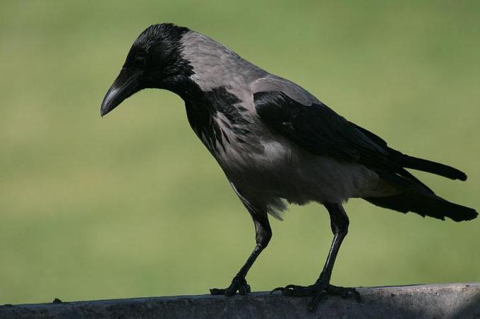 Толстая ворона фото