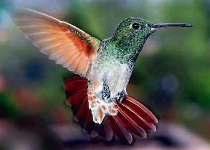 maximum hummingbird speed when courting a female