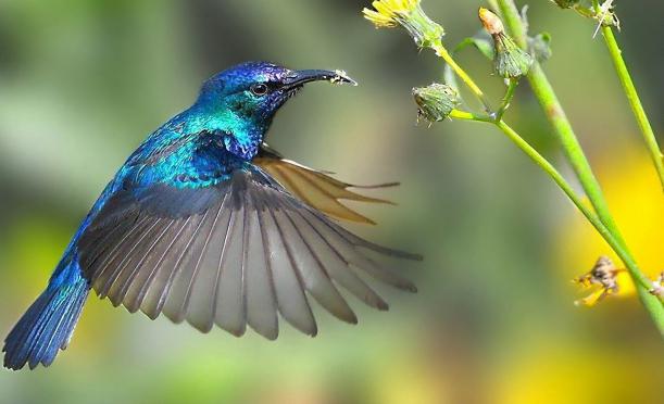 max. hummingbird speed when caring for a female