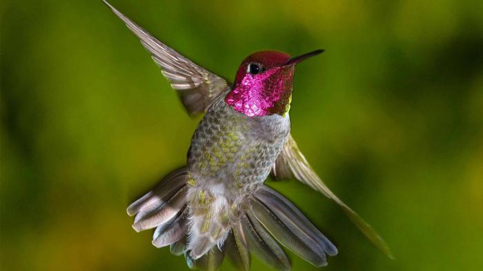 Hummingbird speed when courting a female