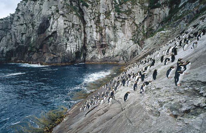 Great Crested Penguin