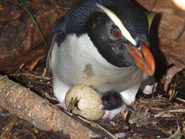 хохлатый пингвин фото