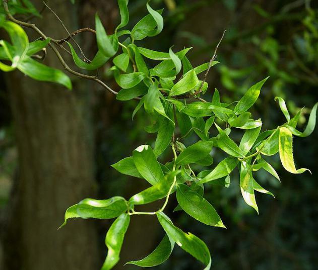 willow matsudana pruning