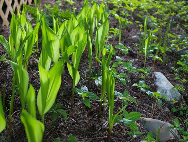 lily of the valley leaves