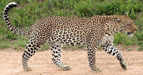 в какой природной зоне обитает леопард