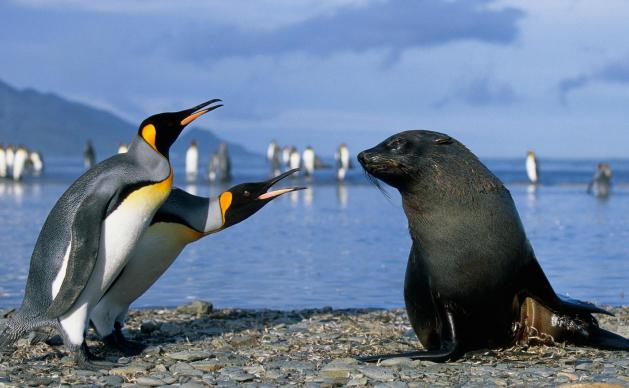 пингвины в природе
