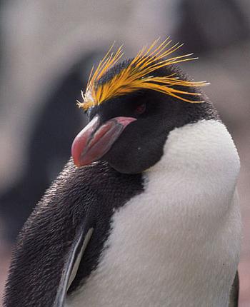 жизнь пингвинов
