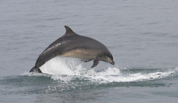 беломордый дельфин описание