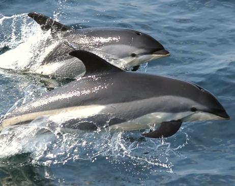 endangered species of animals in Russia white-faced dolphin