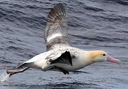 white-backed albatross photo