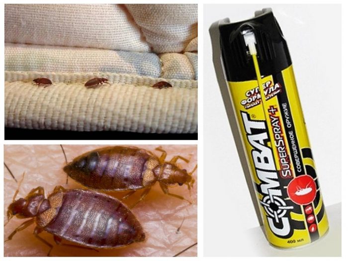 Remedies for wood lice