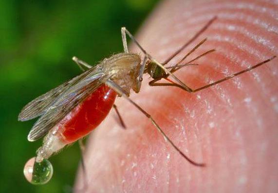 what is leishmaniasis