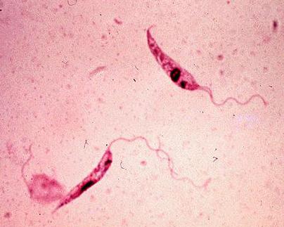 causative agent of visceral leishmaniasis