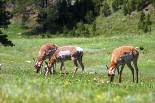 ecosystem diversity