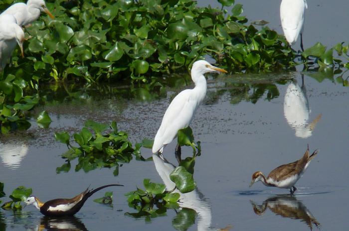 wide variety of species in the ecosystem diversity of food chains