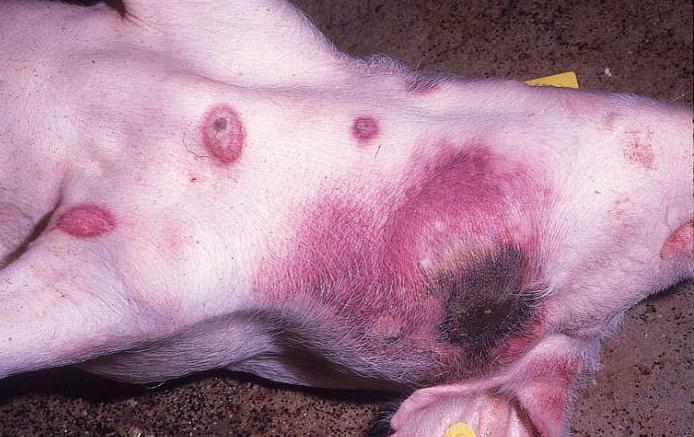 африканская чума свиней опасность для человека