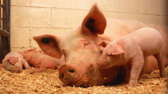 африканская чума свиней опасность для человека симптомы