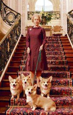 любимая порода собаки английской королевы