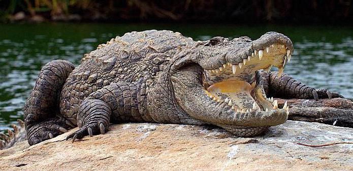 взрослый крокодил