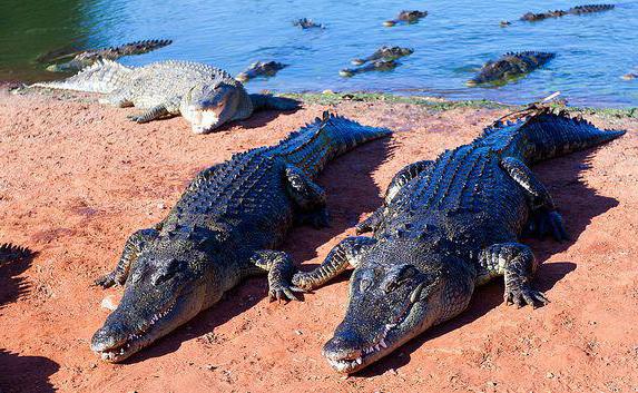 big crocodiles